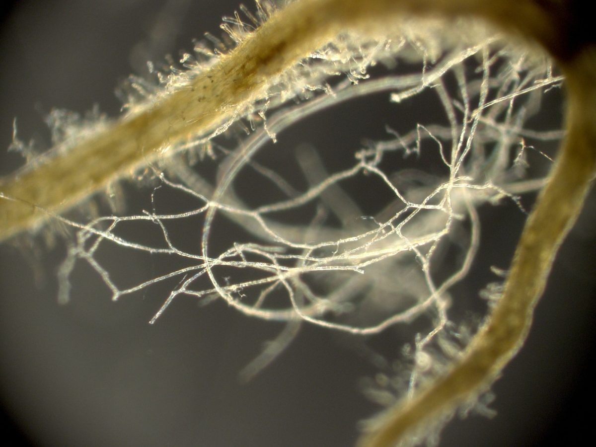 Mycorrhizal Fungi: Earth's Gigaton Carbon Sinks Revealed